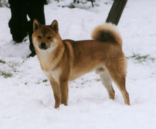 Le standard du Shiba